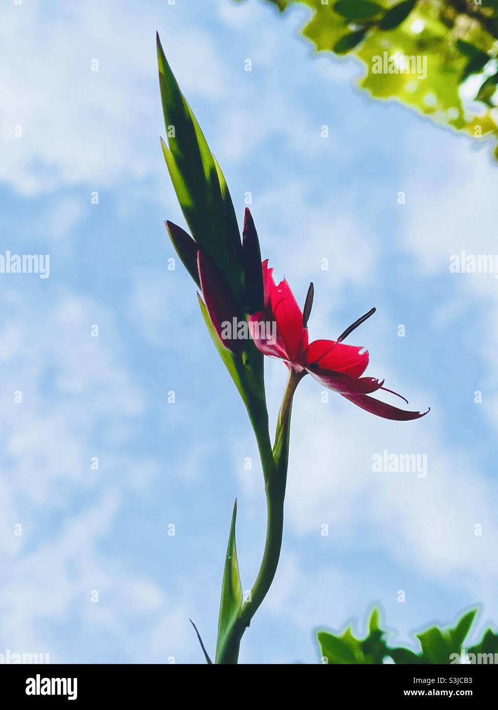 Red Kaffir Lily against mottled sky - Smartphone Captured Stock Image