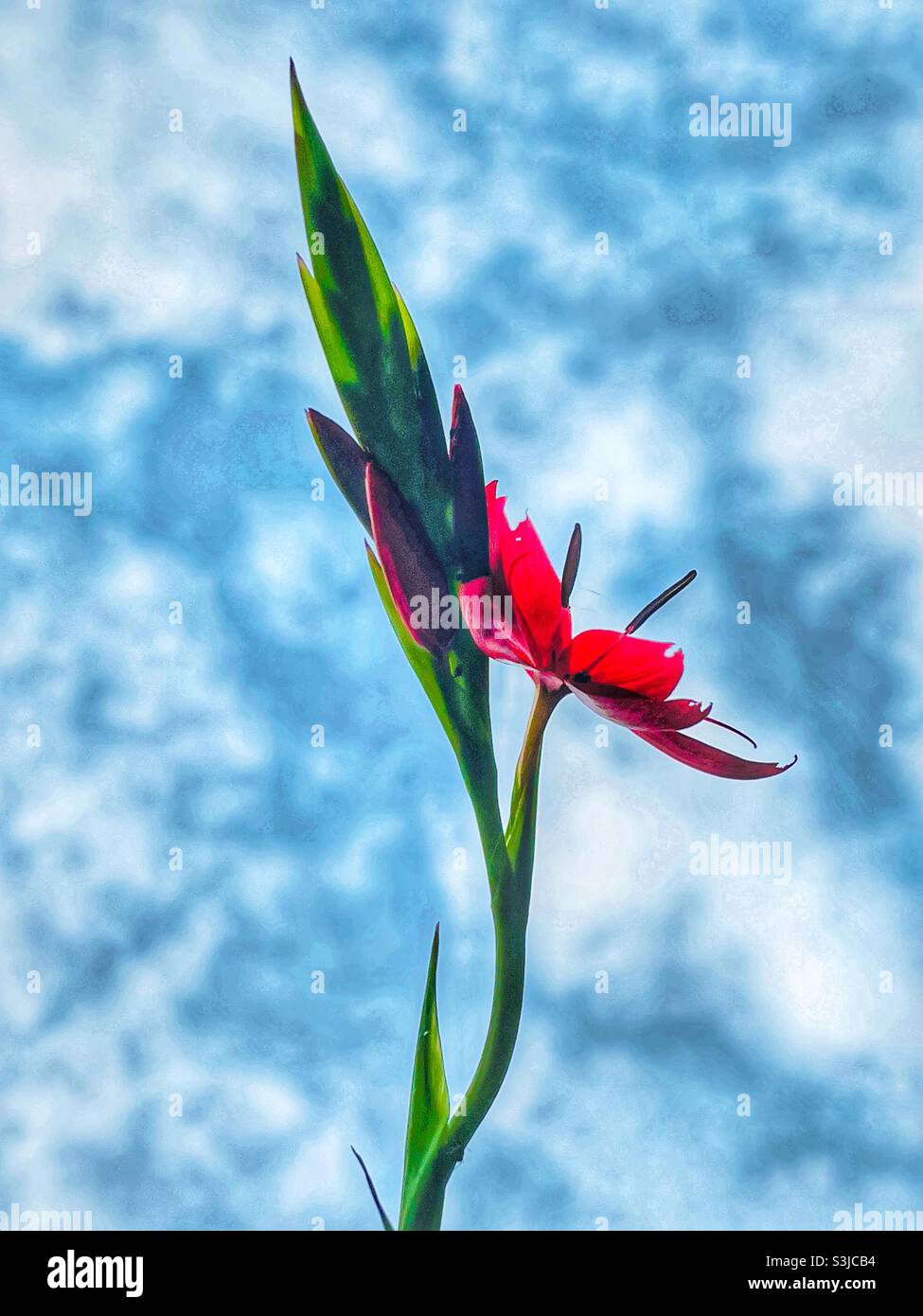 Red Kaffir Lily against mottled sky Stock Photo