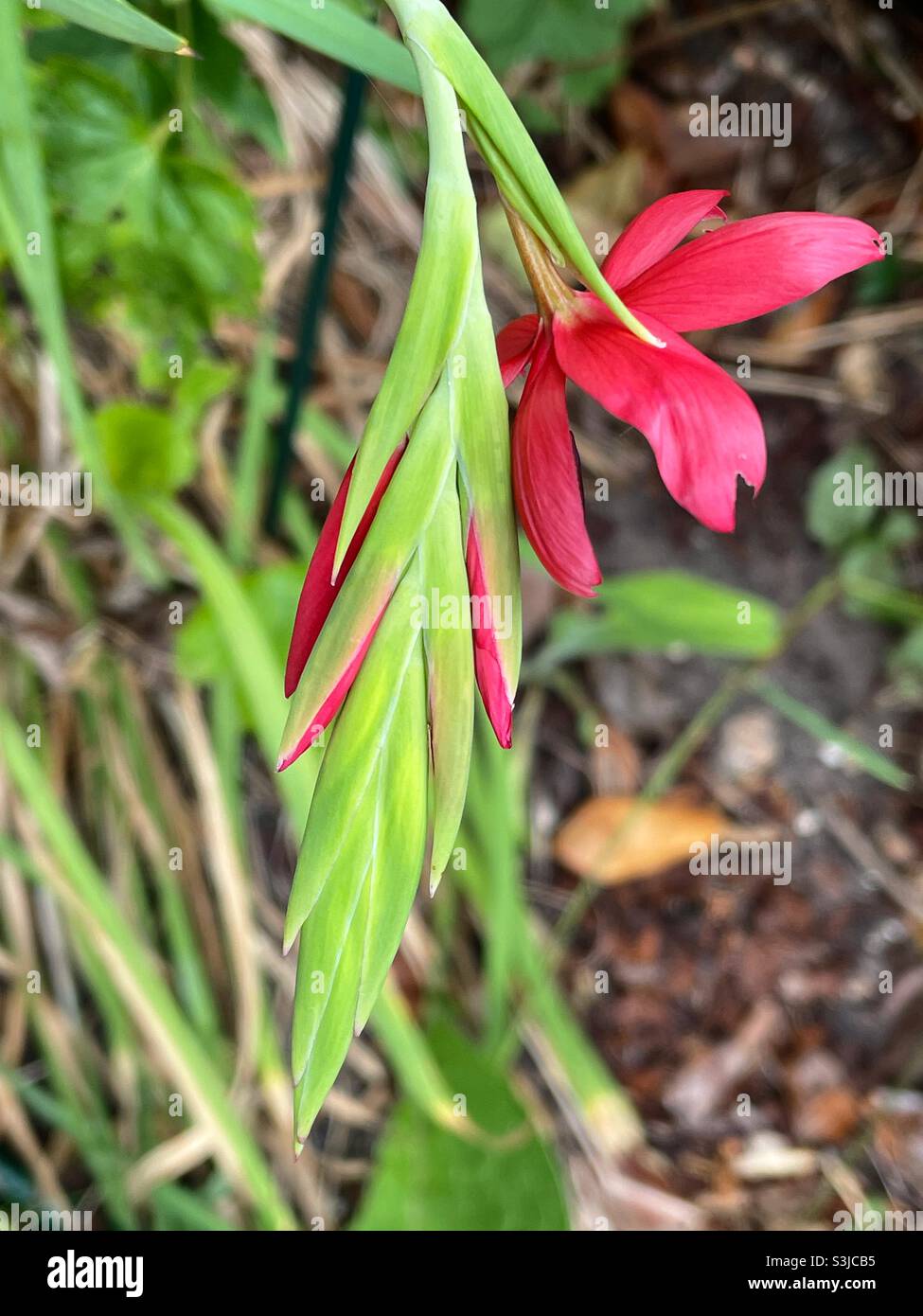 Red Kaffir Lily with out of focus background - Smartphone Captured Stock Image