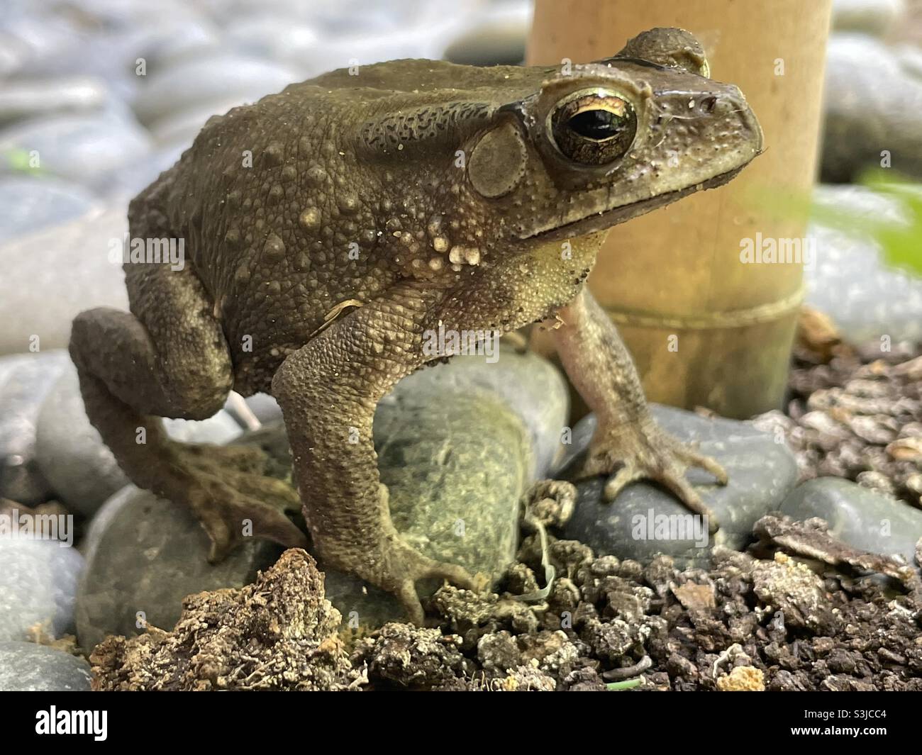 Asian toad is the natural predators of beetles, flies, ants and other invertebrates. Stock Photo