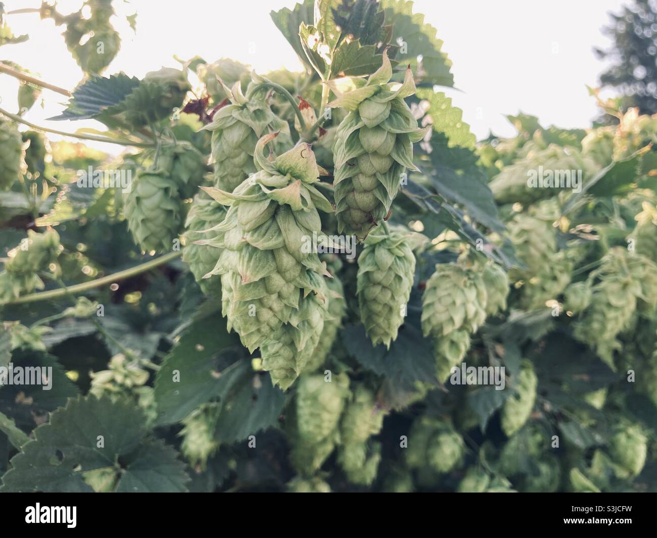 Hops ready for harvest in Oregon’s Willamette Valley. Stock Photo