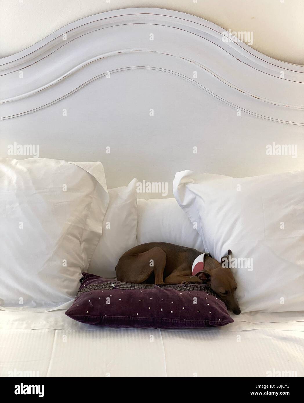 Italian greyhound comfy sleeping between pillows Stock Photo