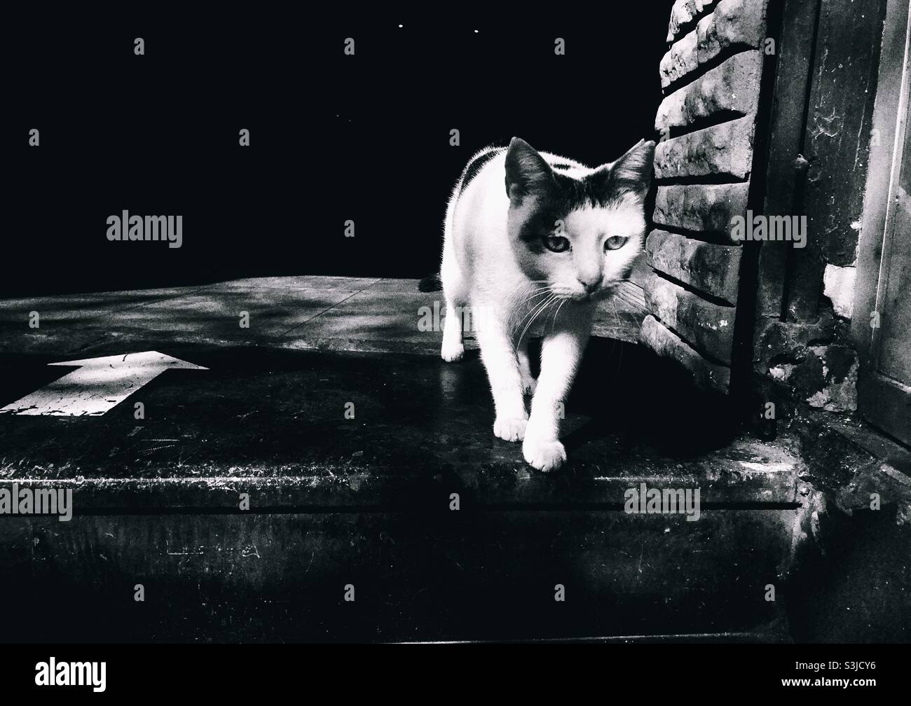 Black and white photo of a Stray cat walking Stock Photo - Alamy