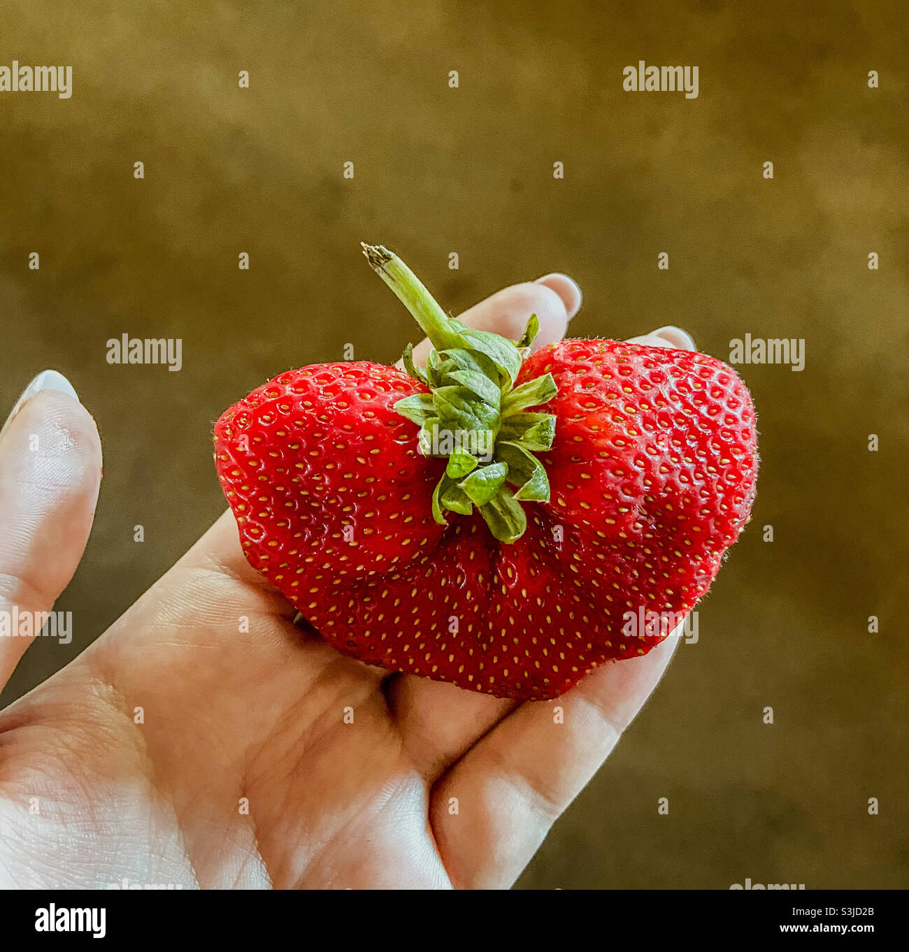 Large strawberry on hand Stock Photo