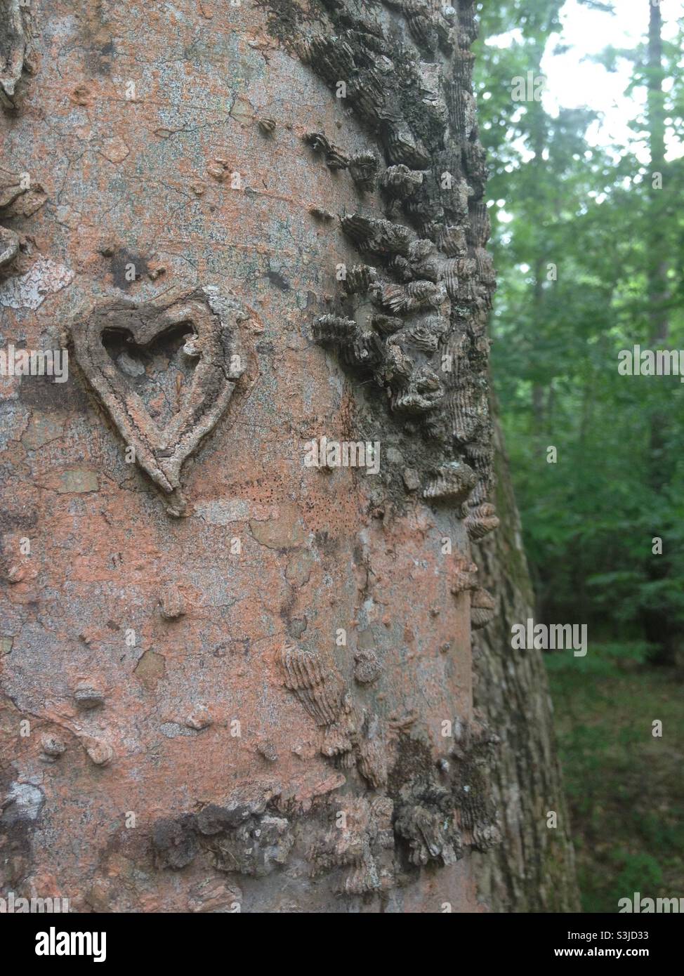 Heart carved into tree Stock Photo