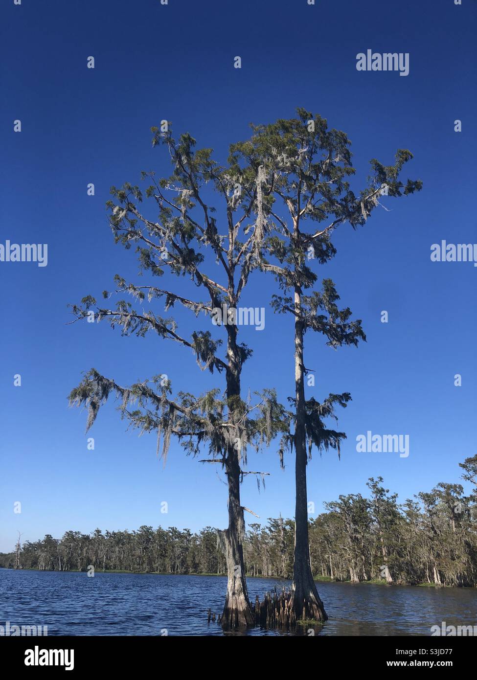 Cypress tree in Gibson, Louisiana Stock Photo Alamy