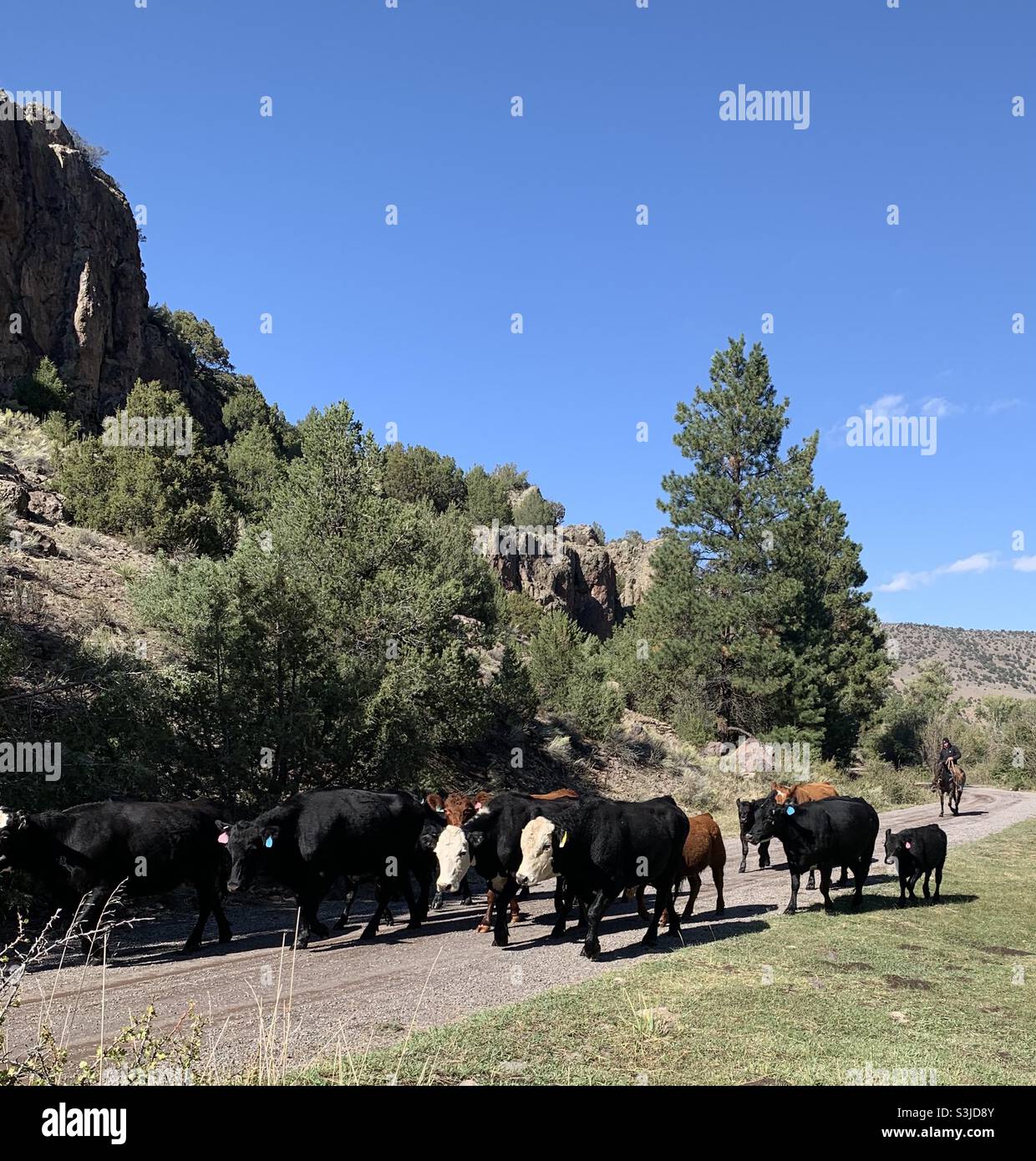 New mexico cowboy hi-res stock photography and images - Alamy