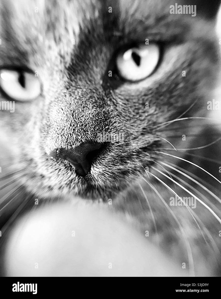 Close up of cat - Smartphone Captured Stock Image