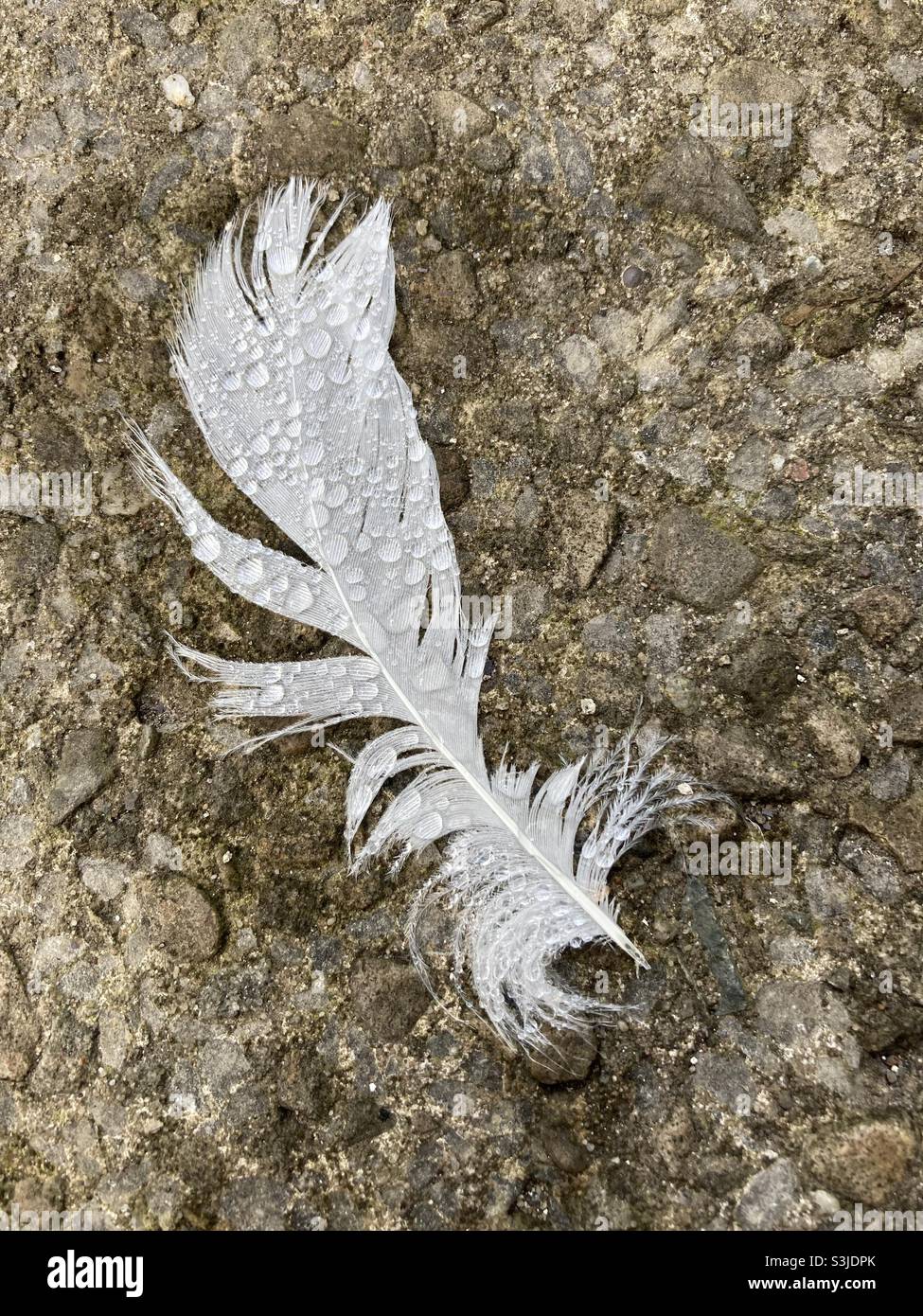 A white feather with water droplets on a concrete floor - Smartphone Captured Stock Image