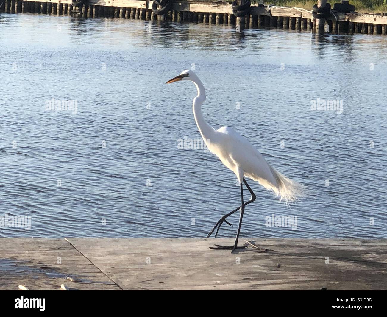 Egret on a bayou dock in Chauvin, Louisiana Stock Photo