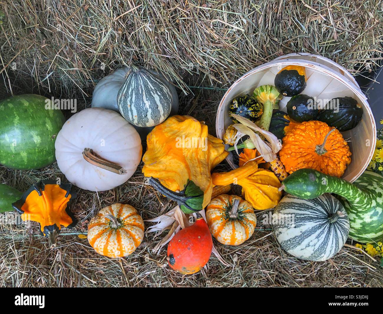 Colourful Autumnal harvest display. - Smartphone Captured Stock Image