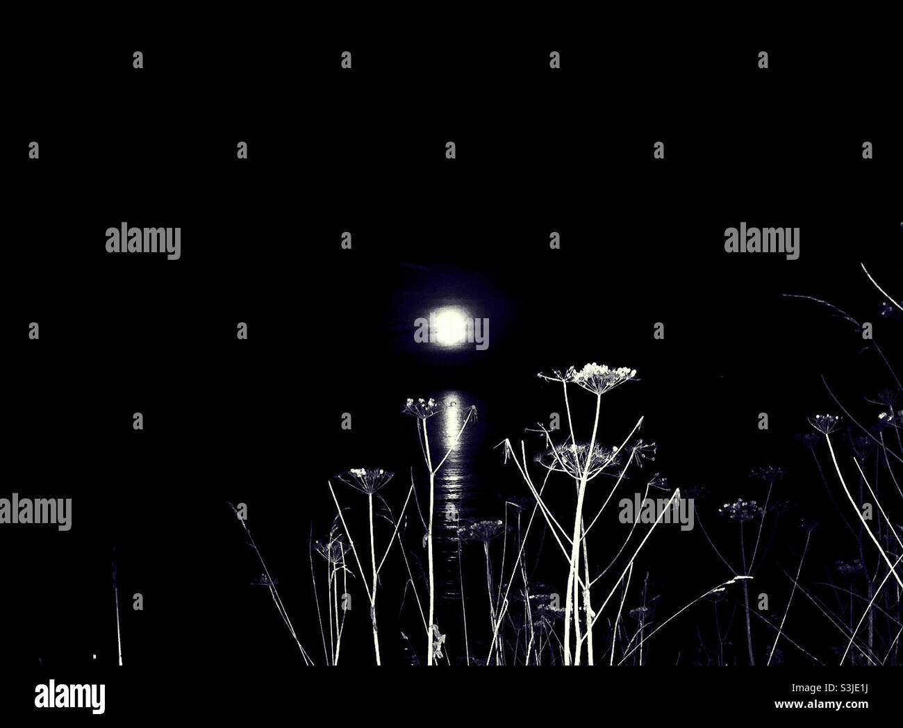 Moon rising over the sea with foreground plants - Smartphone Captured Stock Image
