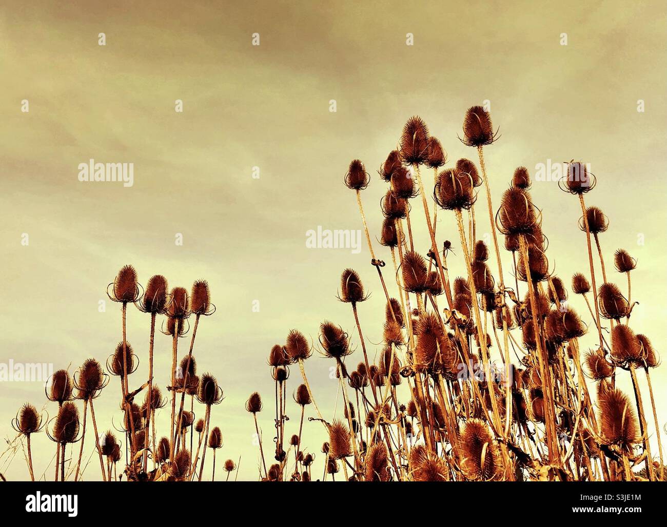 Teasel seedheads against a yellow sky - Smartphone Captured Stock Image