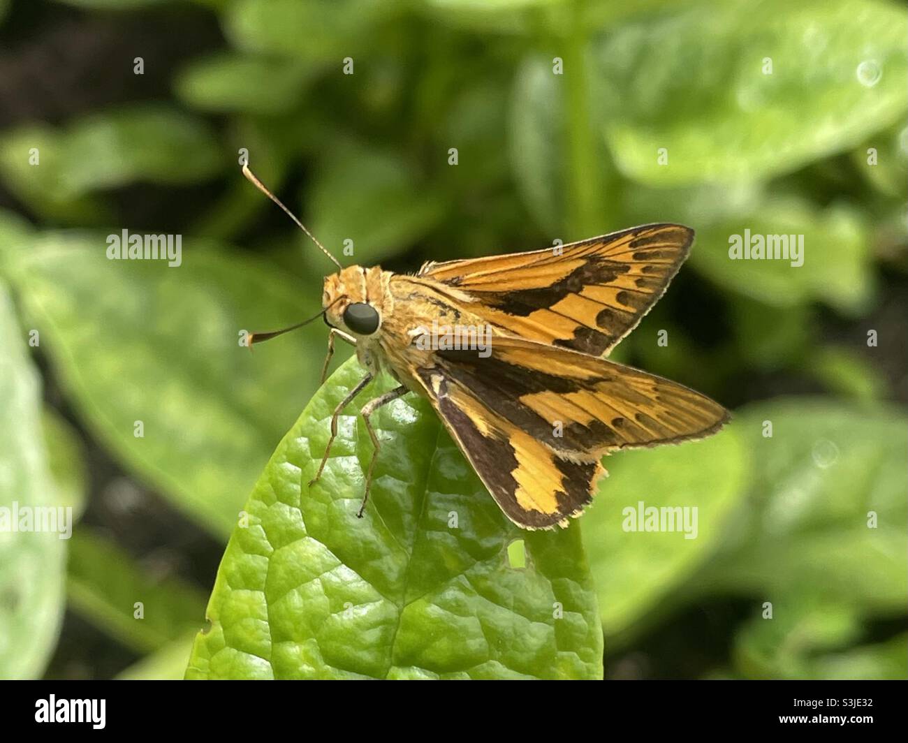 Skipper butterfly hovering on leaf of Malabar spinach in Malaysia. - Smartphone Captured Stock Image