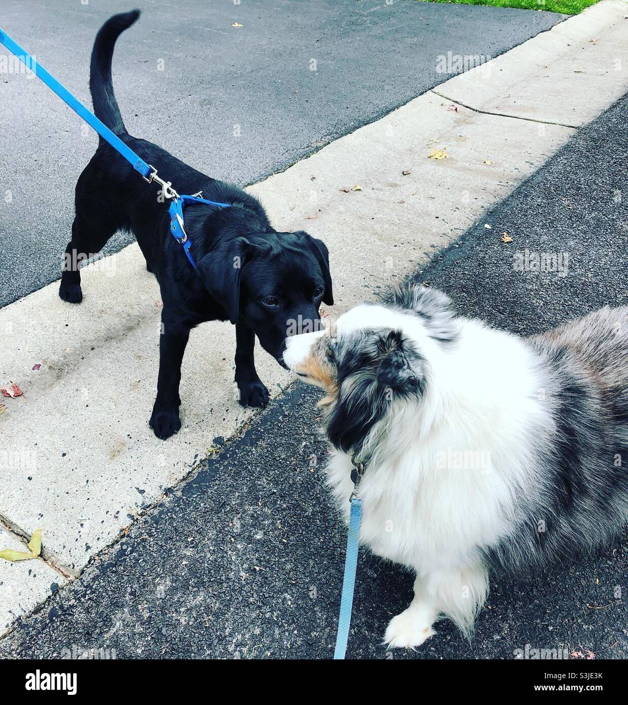 Our my senior Shetland sheepdog meeting black Labrador puppy on our