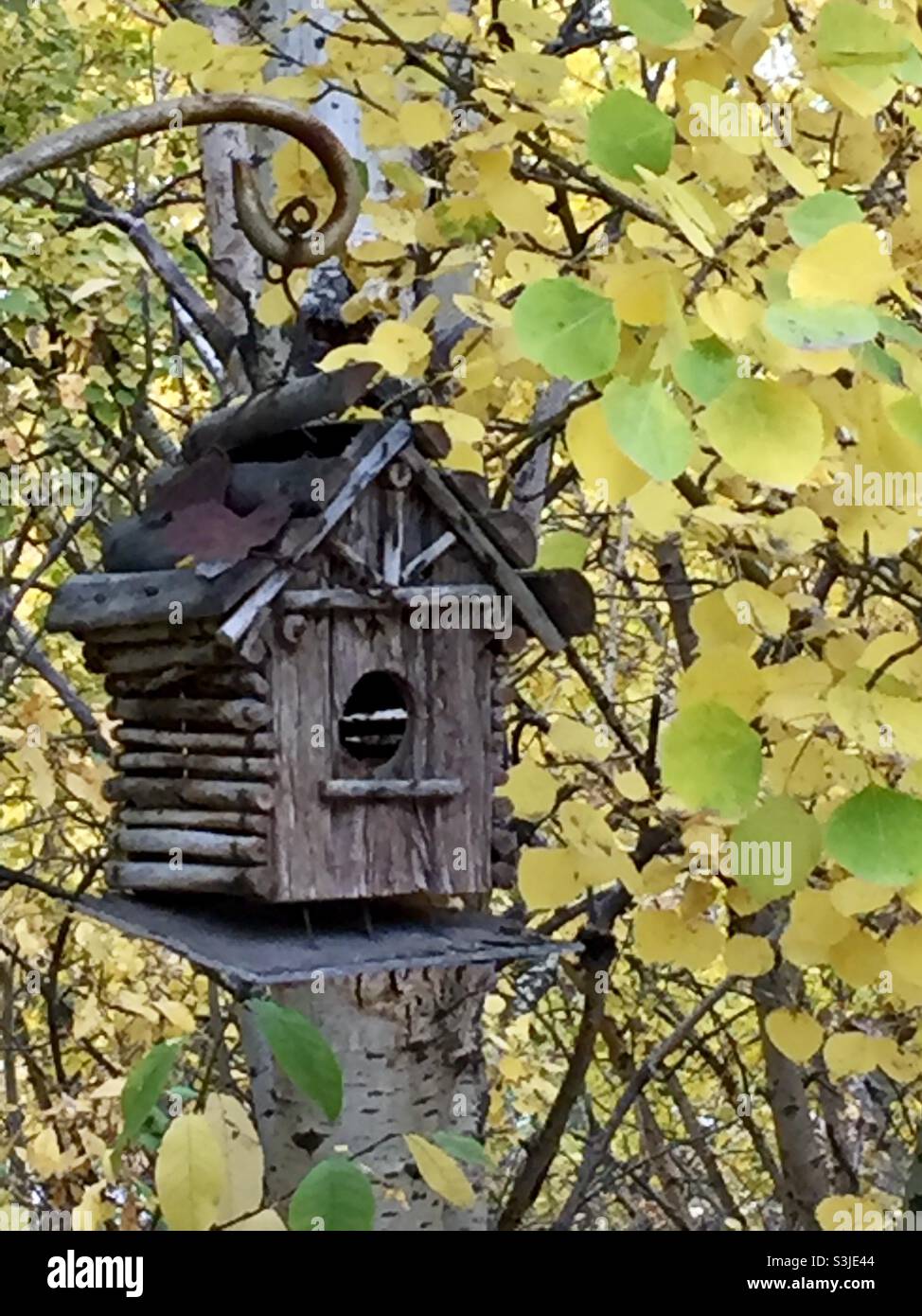Back yard bird house, birder, bird watching Stock Photo