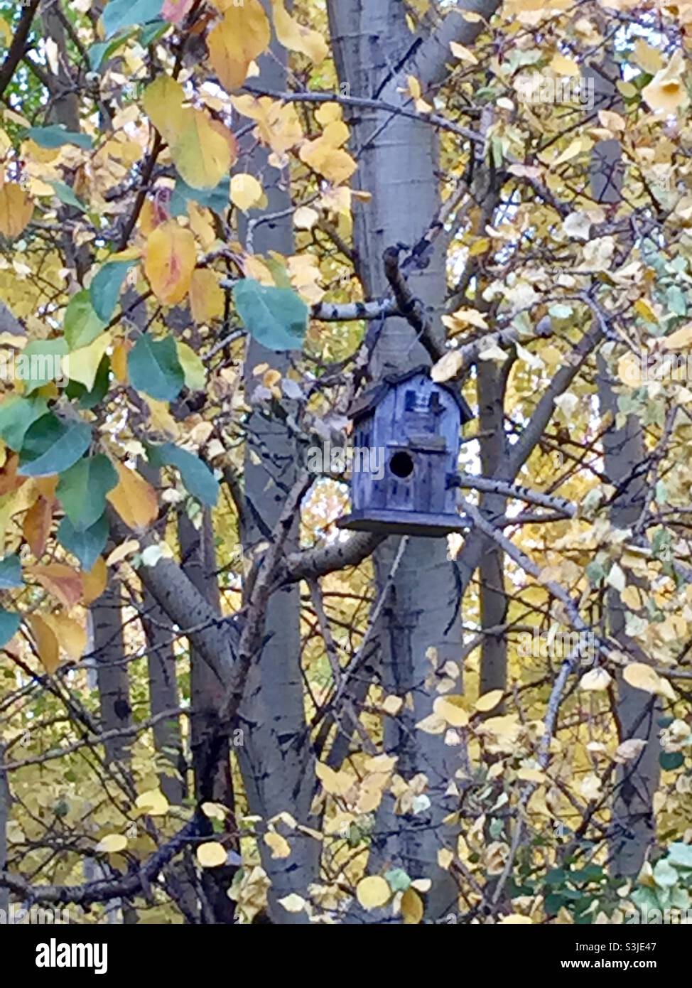 Back yard bird house, birder, bird watching, aspens, autumn, golden Stock Photo