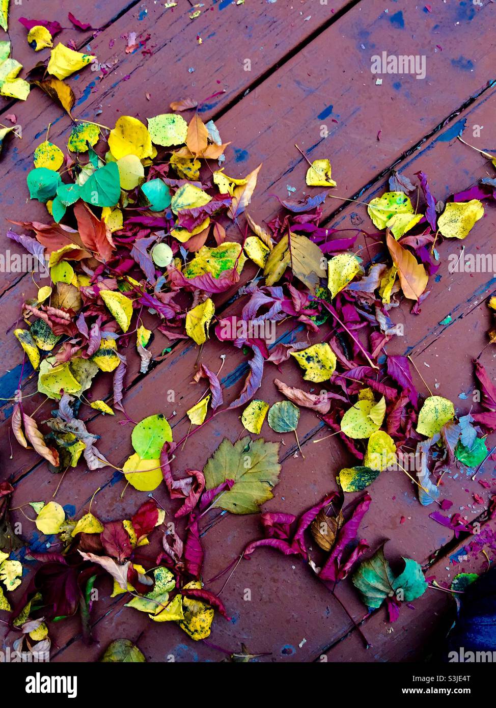 Autumn leaves on the back deck, Calgary, Alberta, Canada - Smartphone Captured Stock Image