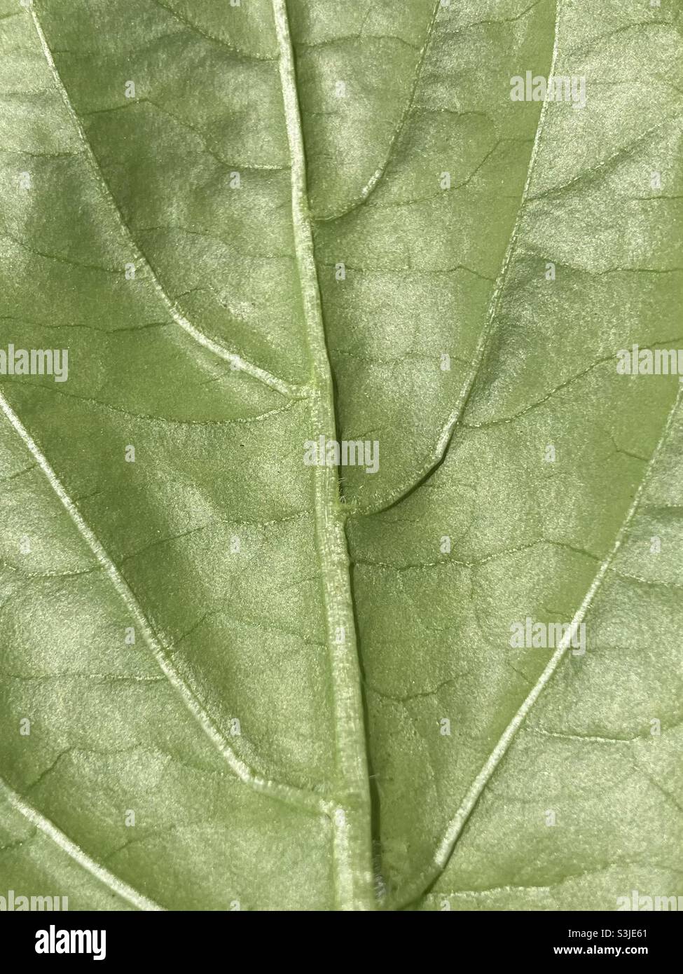 Green leaf of a bell pepper plant - Smartphone Captured Stock Image