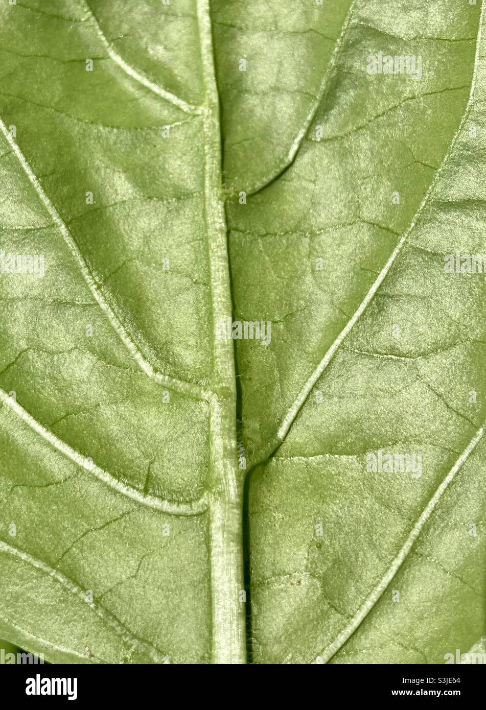 Green leaf of a bell pepper plant - Smartphone Captured Stock Image