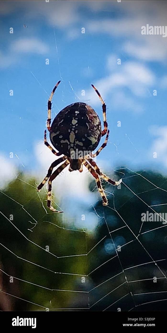 Big spider Stock Photo