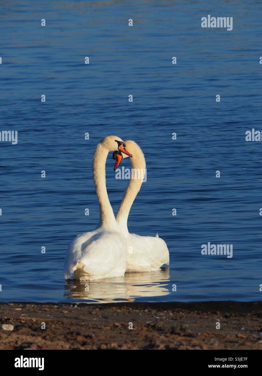 Swans forming a heart with their necks. - Smartphone Captured Stock Image