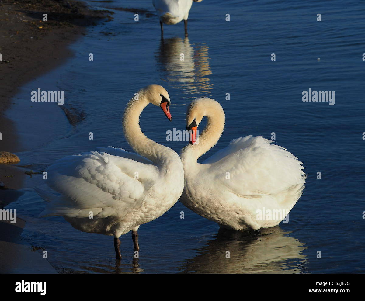 A pair of swans in a tender moment. - Smartphone Captured Stock Image
