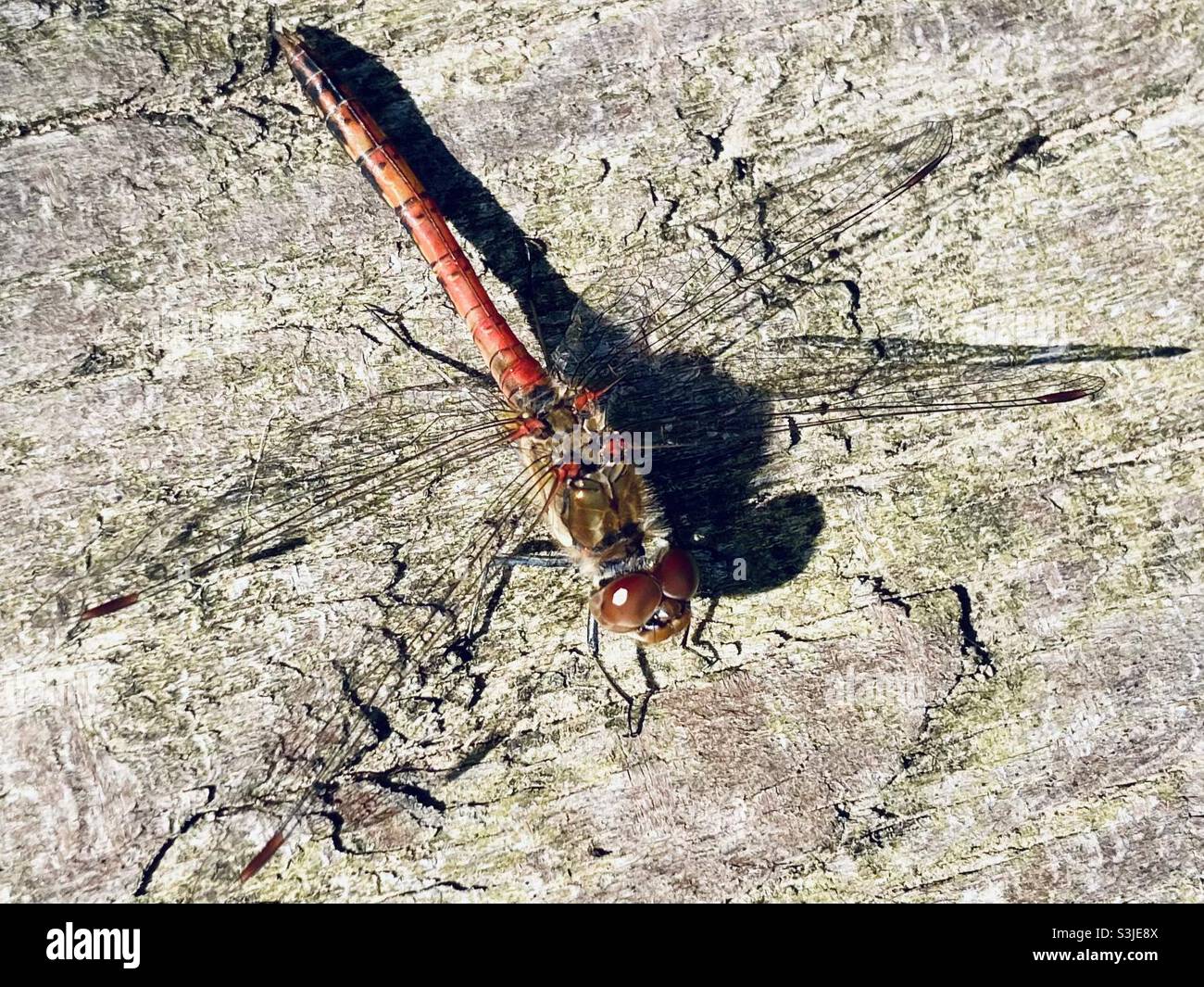 A red dragonfly sunbathing - Smartphone Captured Stock Image