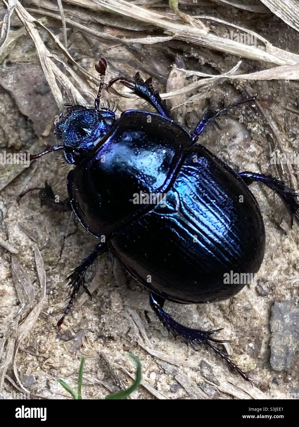 Woodland dor beetle in the new forest Stock Photo