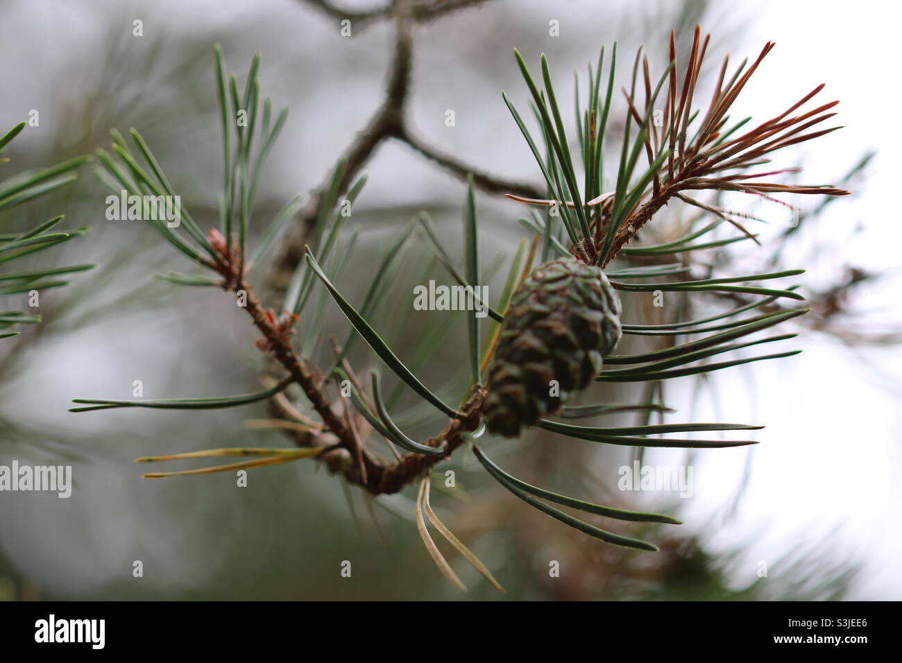 Pine tree with cone Stock Photo