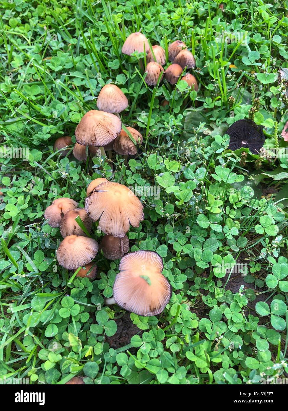 A bunch of small mushrooms in the wild. - Smartphone Captured Stock Image