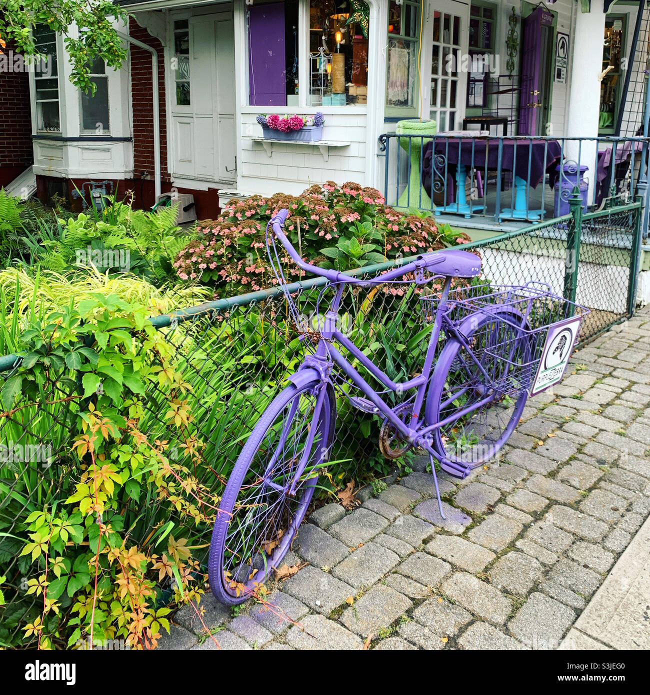 Purple zebra boutique hires stock photography and images Alamy