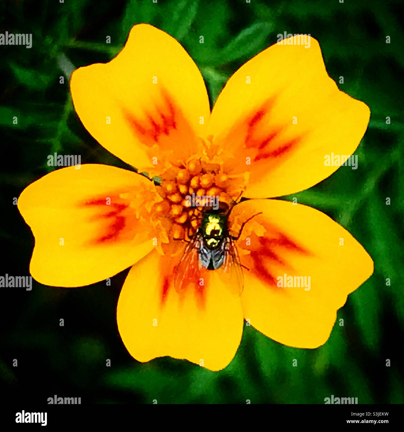 A fly perches on a yellow flower in a forest in Mexico - Smartphone Captured Stock Image