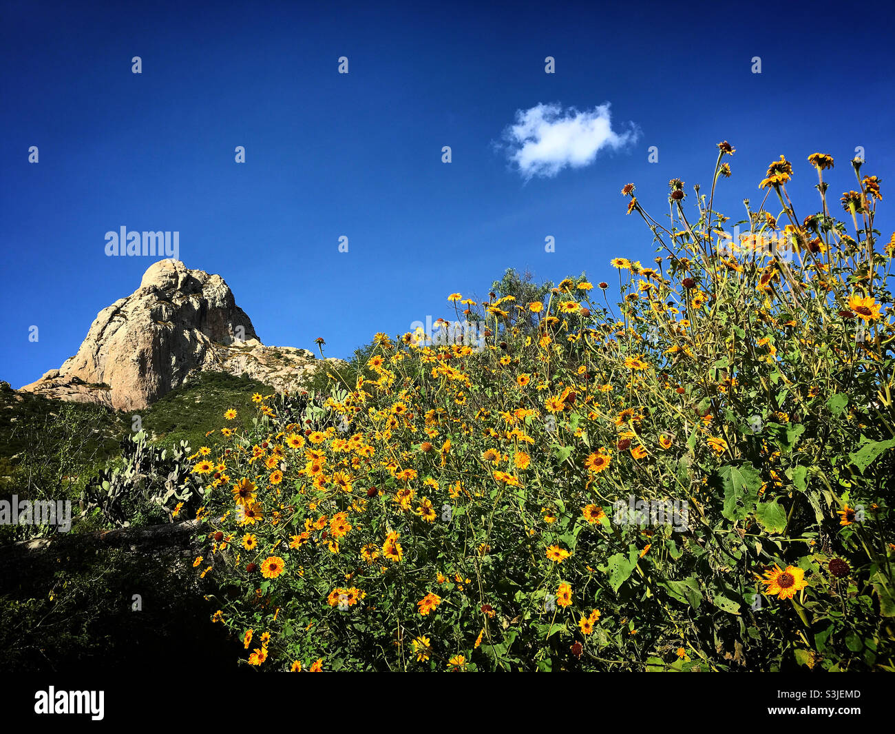 Yellow flowers cover a forest in front of the Peña de Bernal, Queretaro State, Mexico - Smartphone Captured Stock Image