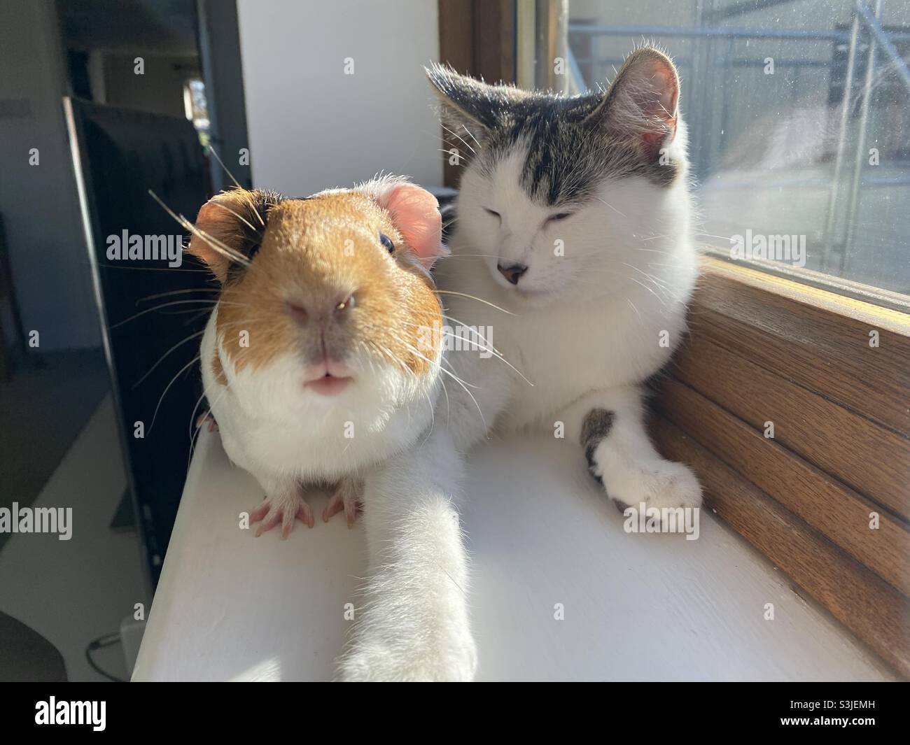 A guinea pig and a kitten lying together on a windowsill in the sun. Pet friends - Smartphone Captured Stock Image