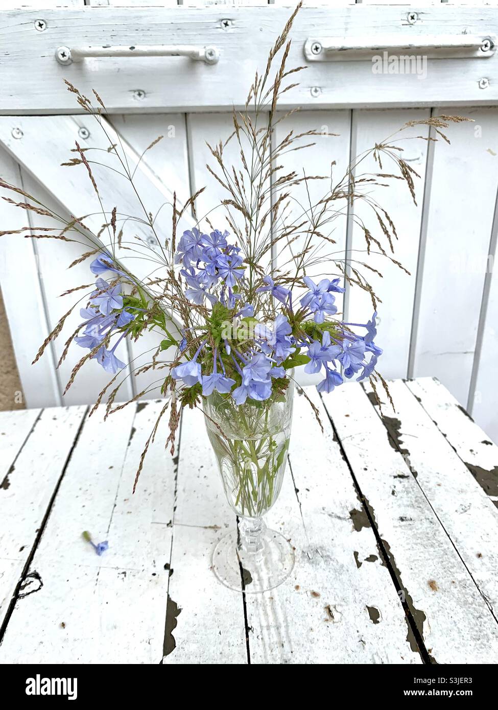 Plumbago with grasses in a glass vase. White background. Corsica, France. Plumbago auriculaire. Stock Photo