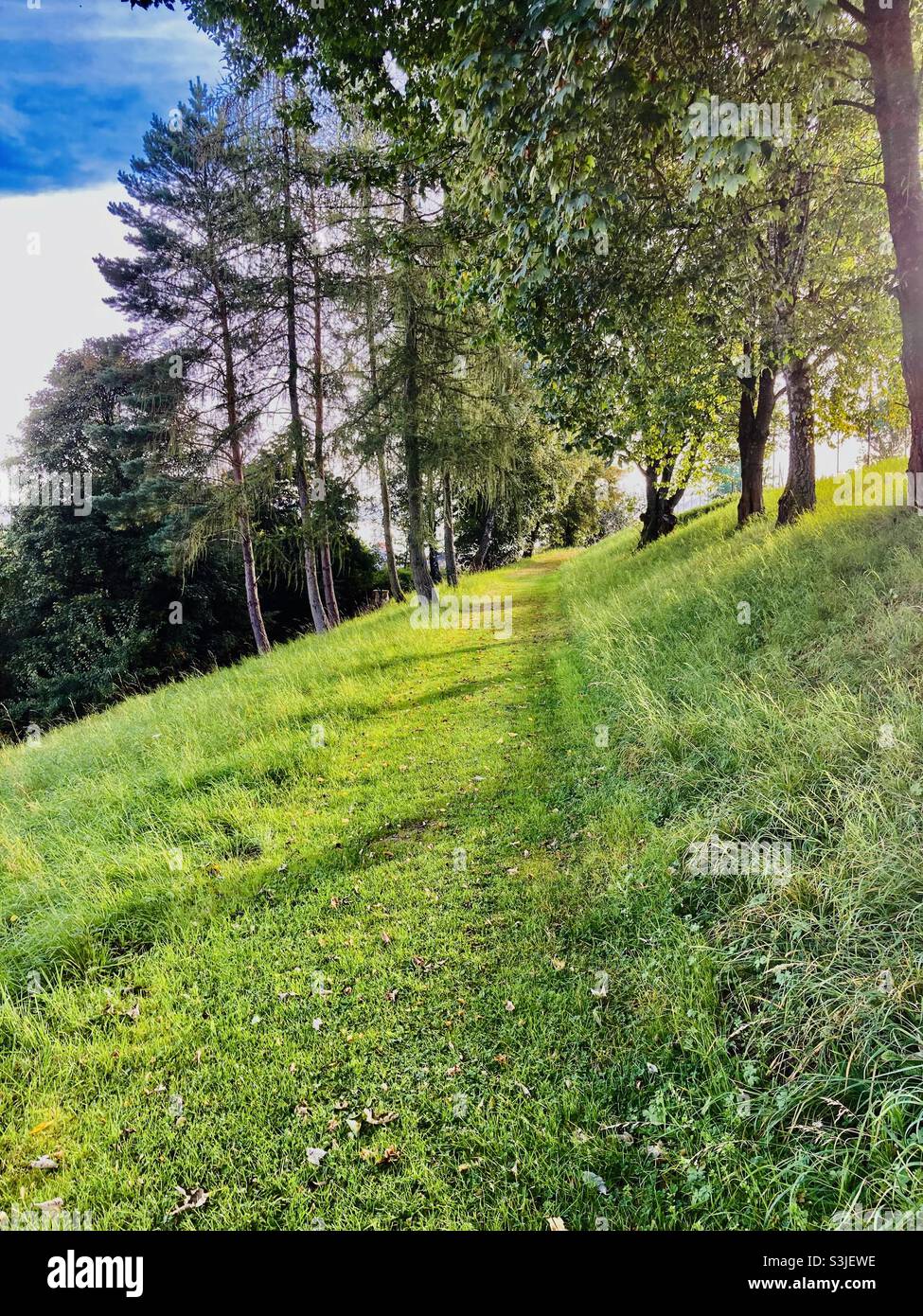 a path across a meadow with trees on a slope - Smartphone Captured Stock Image