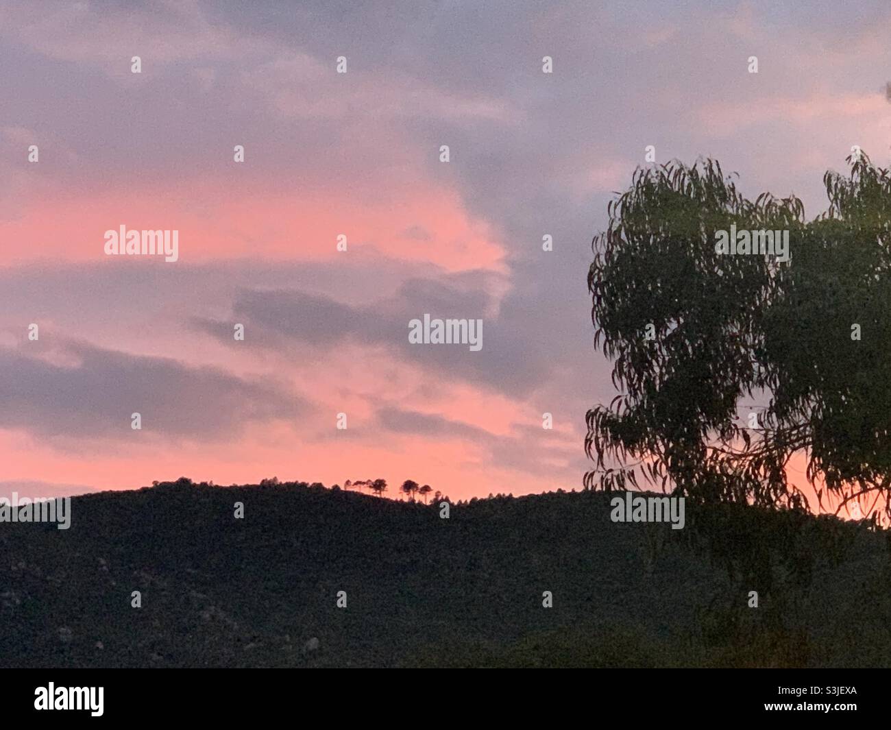 Evening in Conca, Corsica. Pink sky. Dark hill, trees. Stock Photo