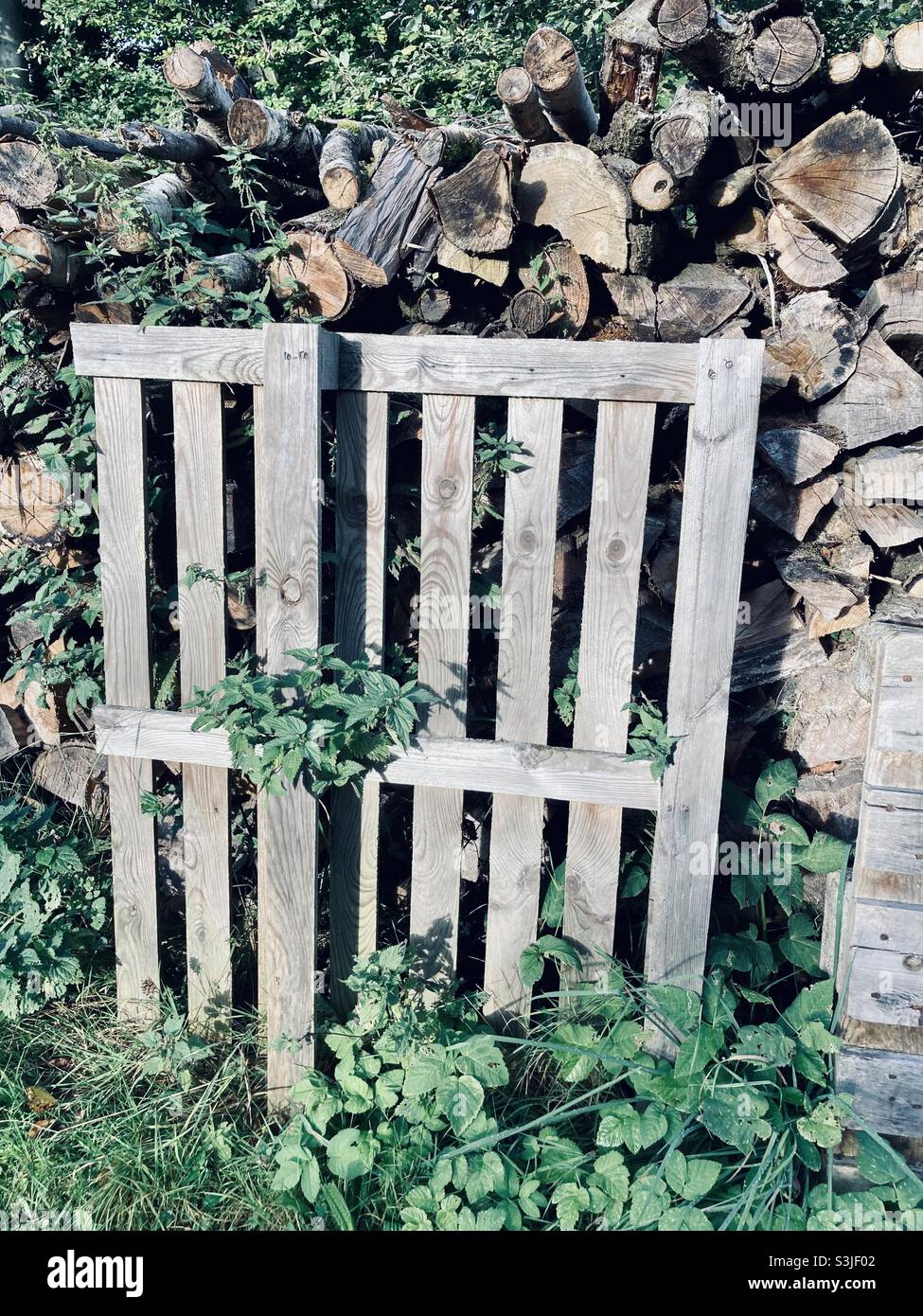 Firewood stack - Smartphone Captured Stock Image