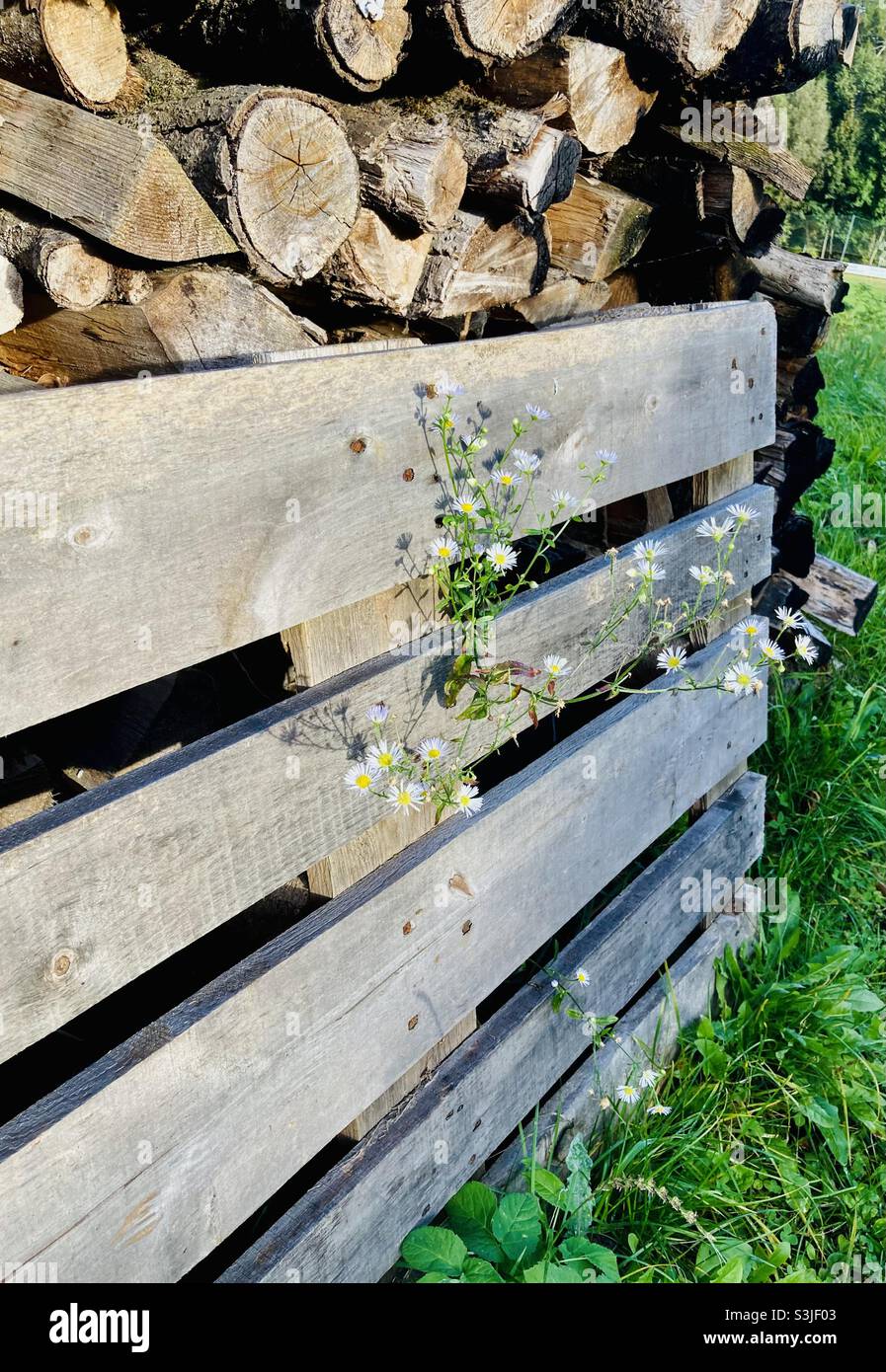 Firewood stack - Smartphone Captured Stock Image