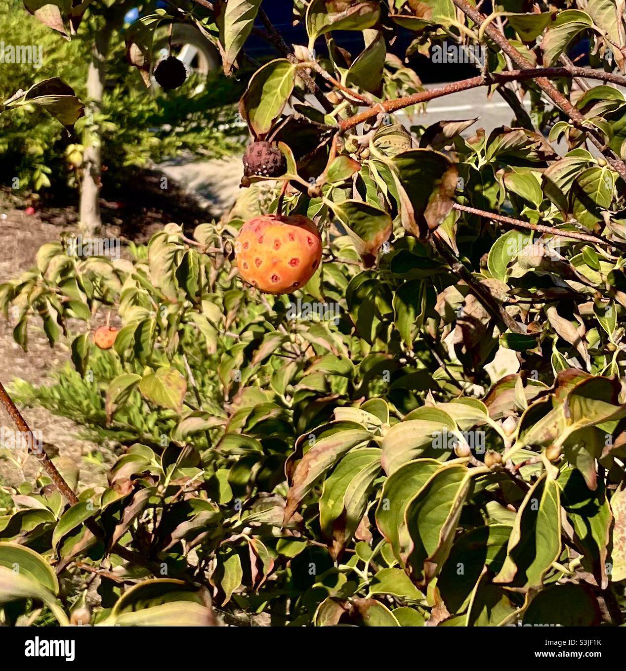 Fruit bearing plant hires stock photography and images Alamy