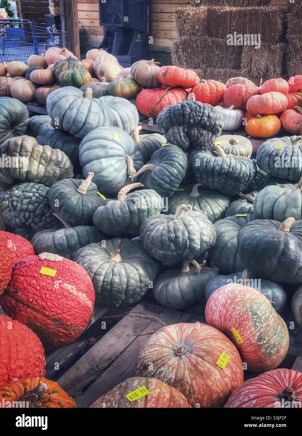 Lovely pumpkins for autumn decor at Farmer’s Market - Smartphone Captured Stock Image