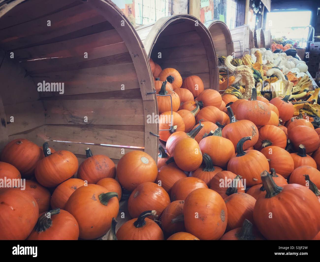 Mini pumpkins, squash, and gourds, displayed in bushel baskets at ...