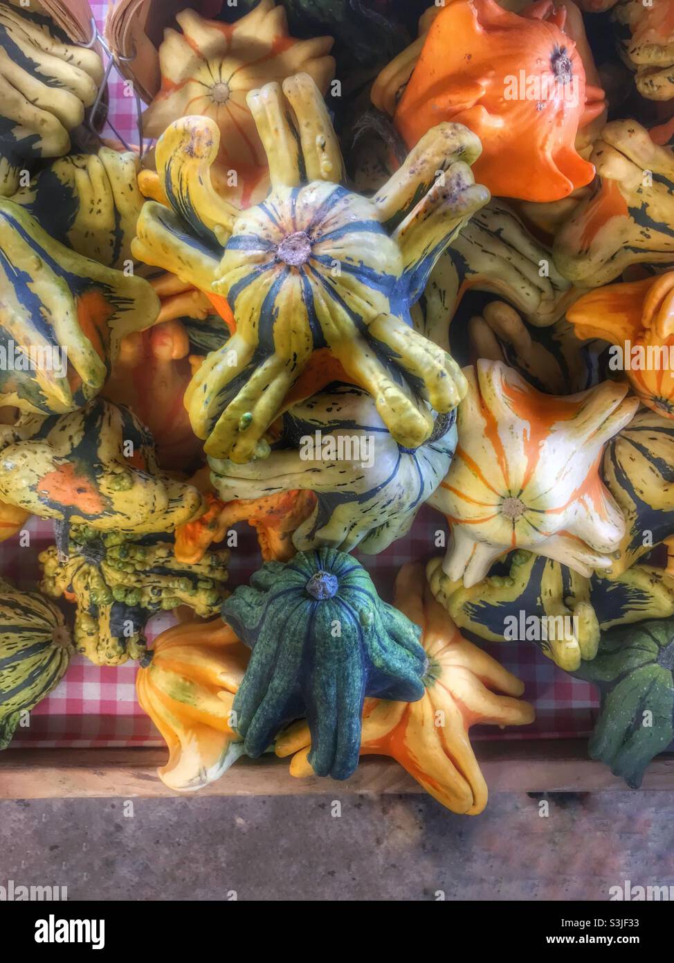 Odd striped variety of squash or gourd on display Stock Photo