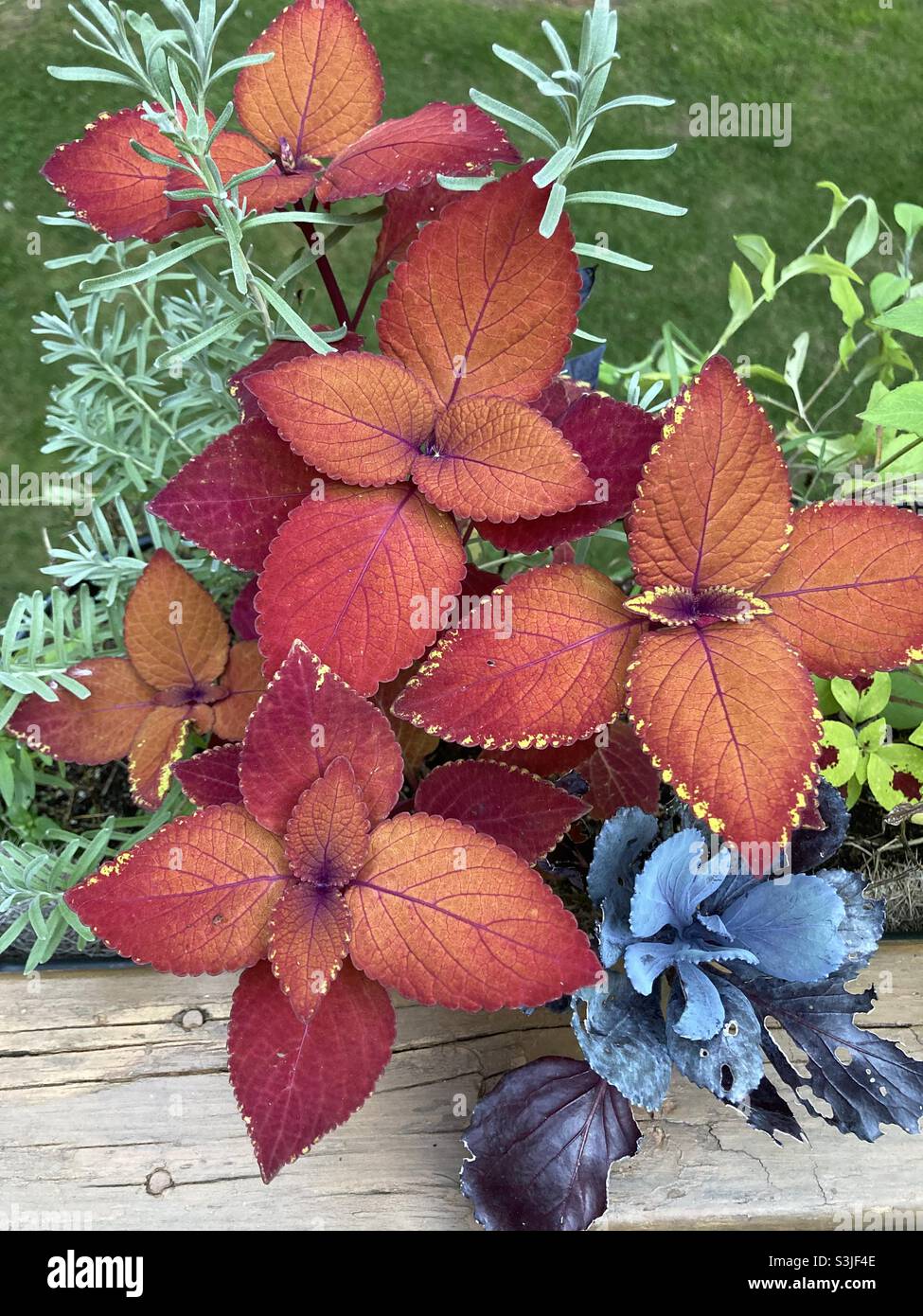 Different Colored Plants in a Planter Stock Photo Alamy