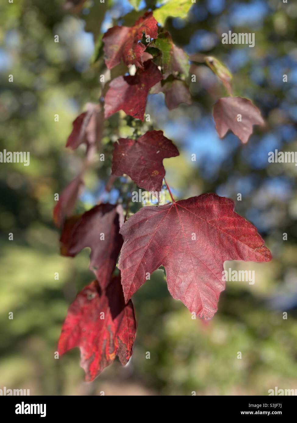 Red maple leaves. - Smartphone Captured Stock Image