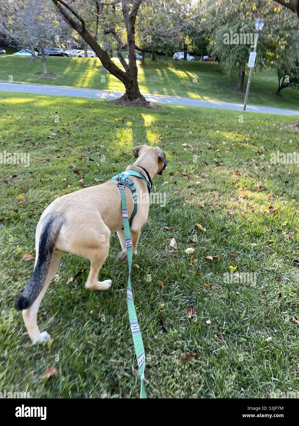 Walking the dog. - Smartphone Captured Stock Image
