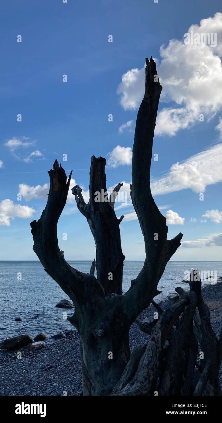 A dead Tree against the Light at the baltic sea - Smartphone Captured Stock Image