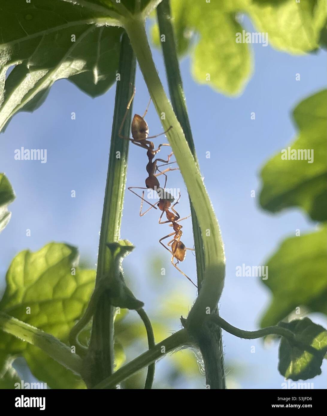 Weaver ants preying on larva of tortoise beetles at bitter gourd plant in Malaysia. - Smartphone Captured Stock Image