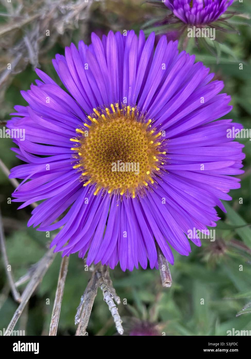 Purple flower - Smartphone Captured Stock Image